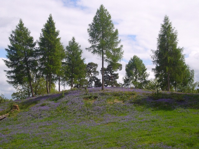 More Bluebells at Chart Park